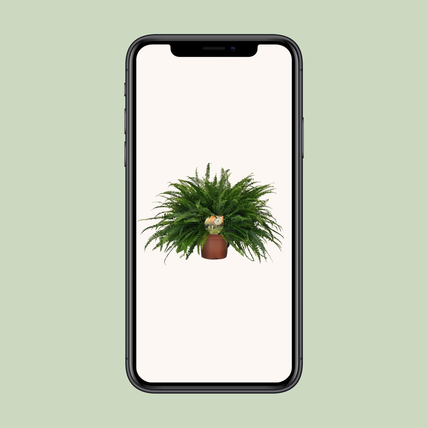 Nephrolepis Groene Dame - Ø19cm - ↕60cm