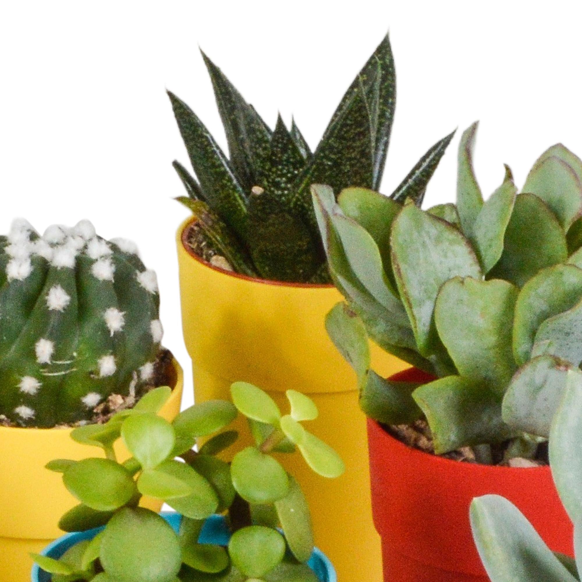 Cactus en vetplantenmix 5,5 cm | 15 stuks - in kunststof pot