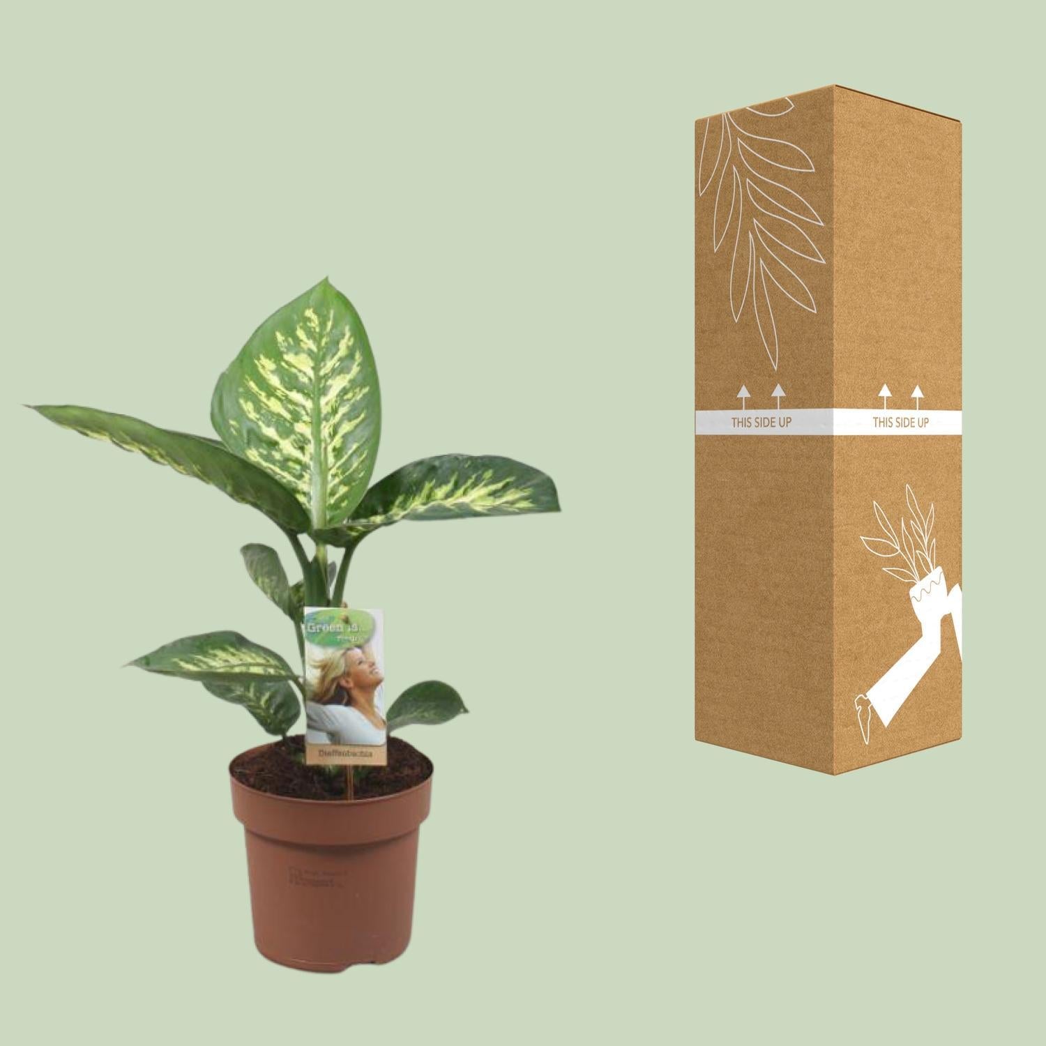 Dieffenbachia Tropic Sneeuw - Ø17cm - ↕60cm