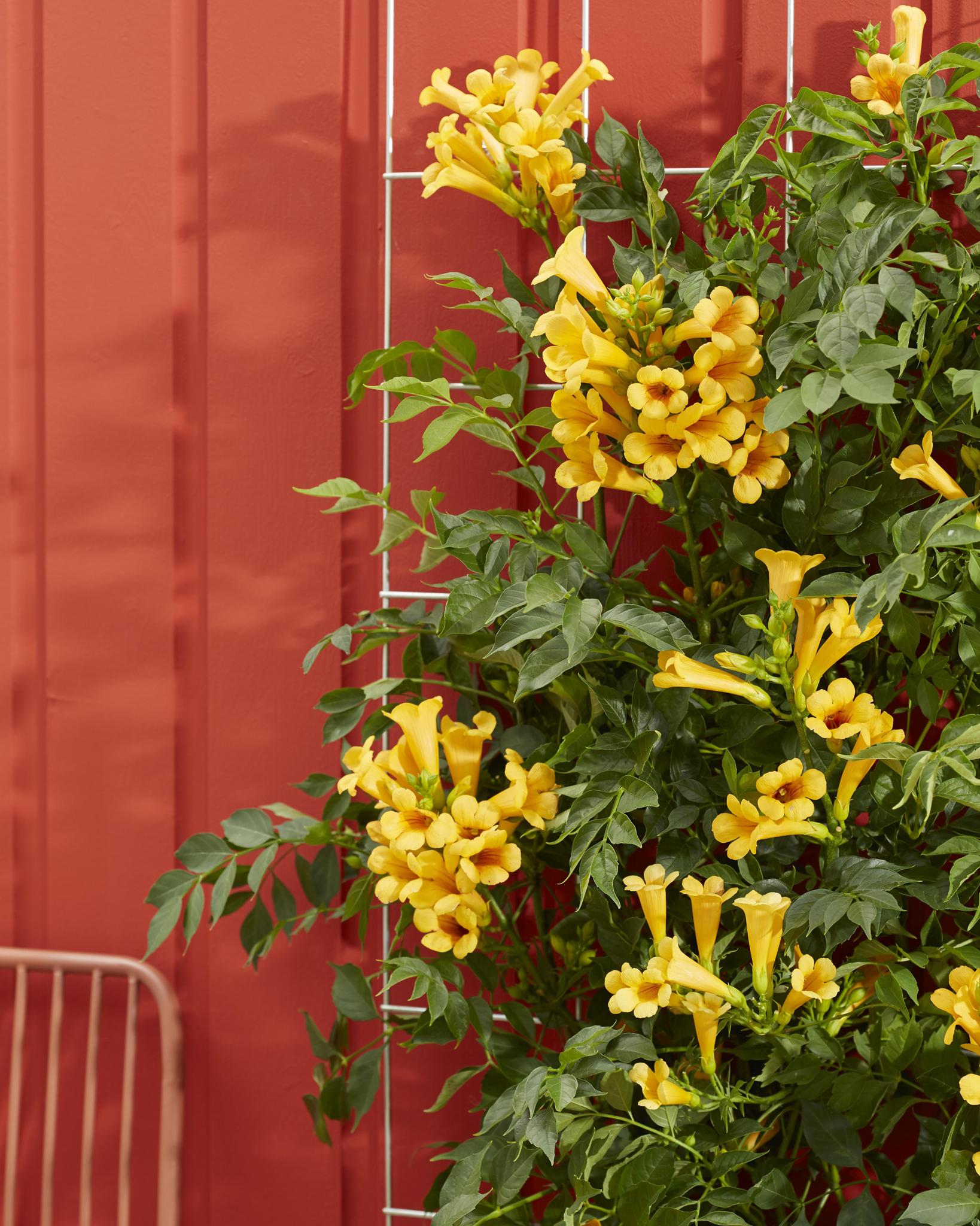 2x - Campsis Summer Jazz 'Gouden Trompet' - ?65cm - Ø15