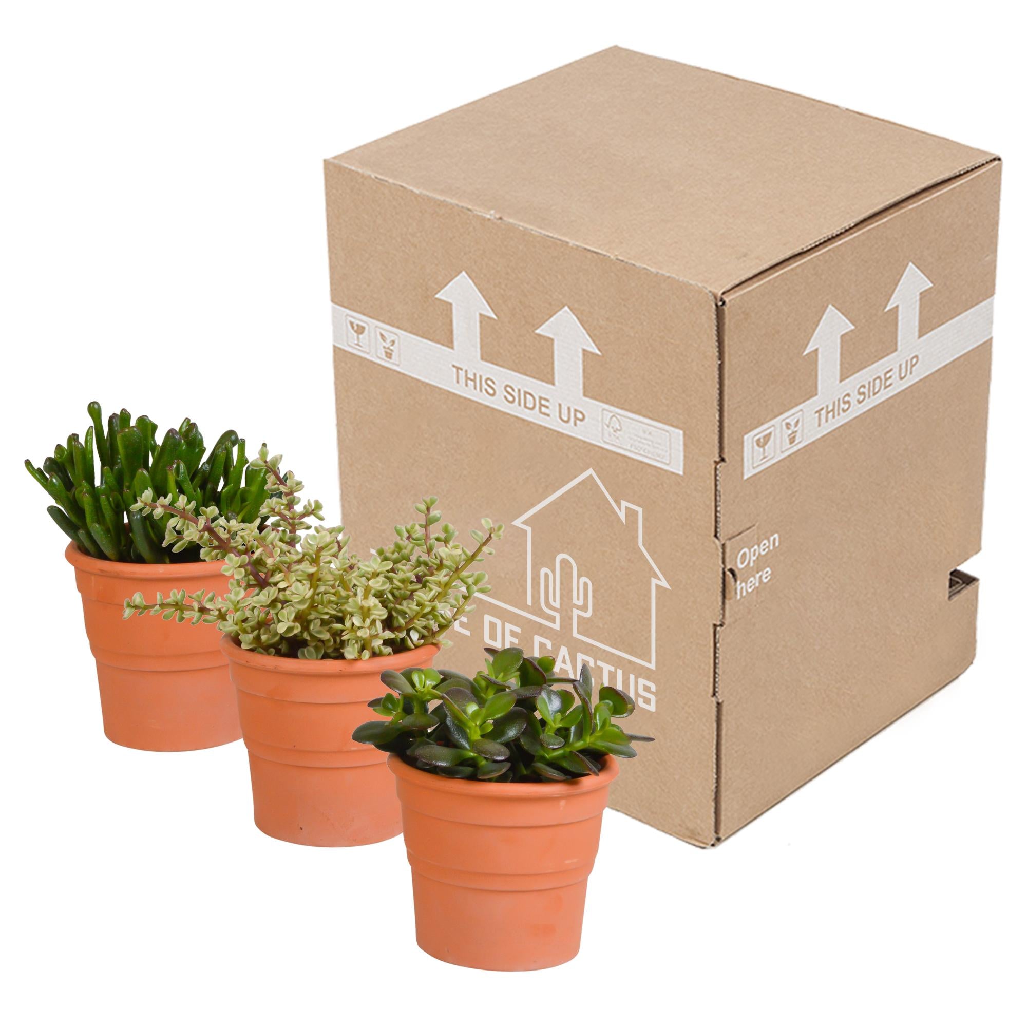 Crassula mix 10,5 cm - 3x - in terracotta pot