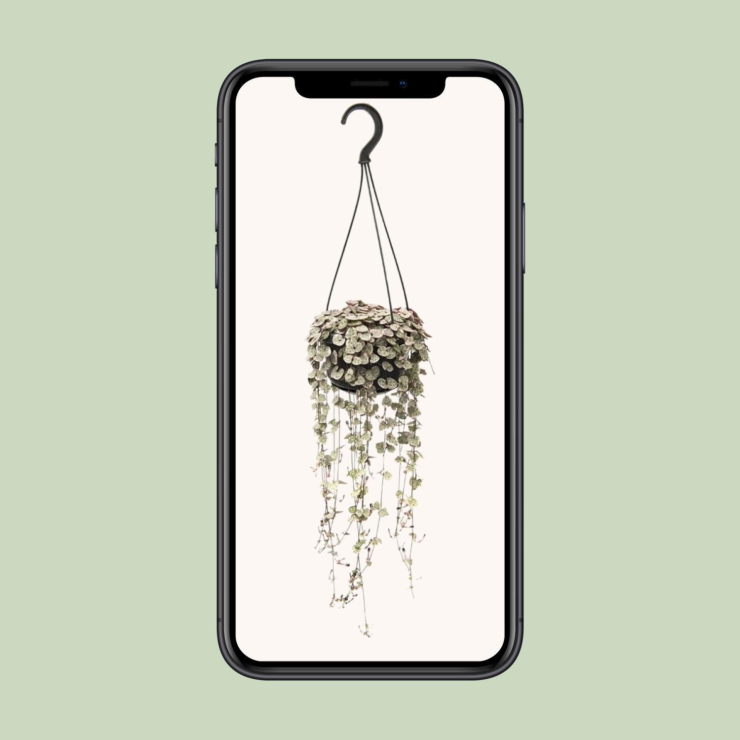 Ceropegia linearis Subsp. Woodii Variegata – Ø14cm – ↕38cm