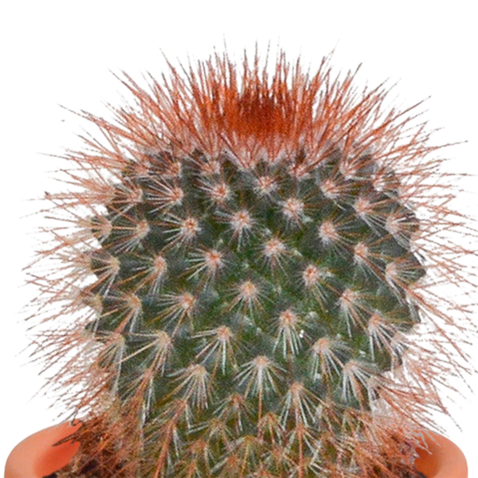 Cactus en vetplantenmix 5,5 cm | 15 stuks - zonder pot