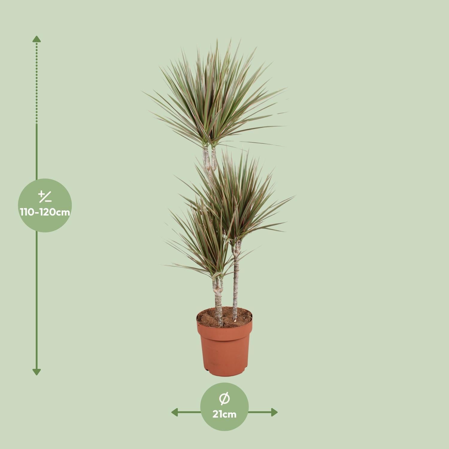 Dracaena Tweekleurig - Ø21cm - ↕120cm