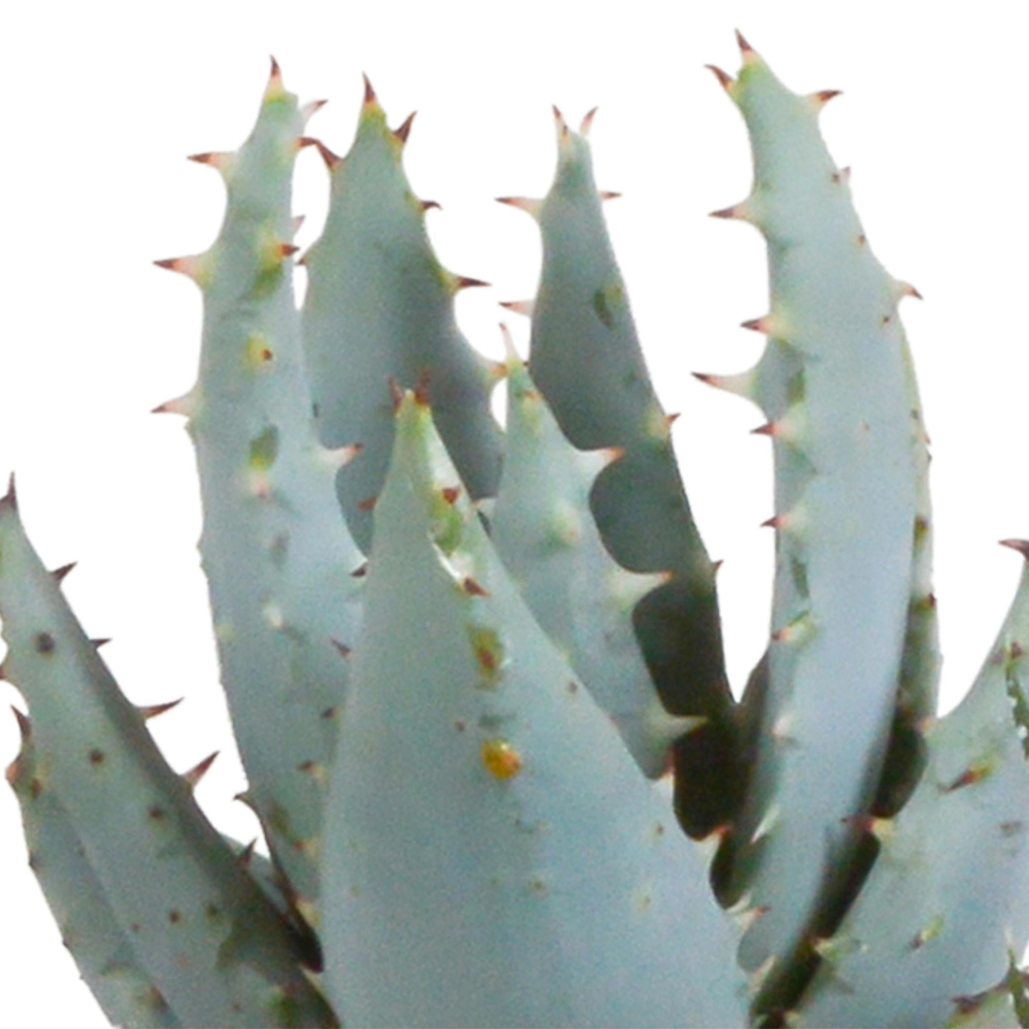 Gasteria/Haworthia mix 5,5cm - 5x - in witte pot