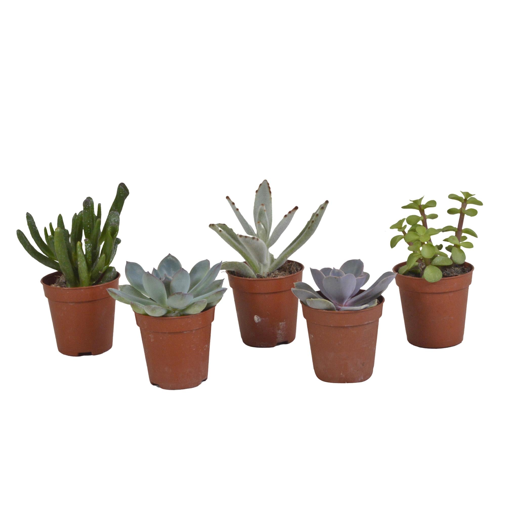 Vetplantenmix 5,5 cm - 5x - zonder pot