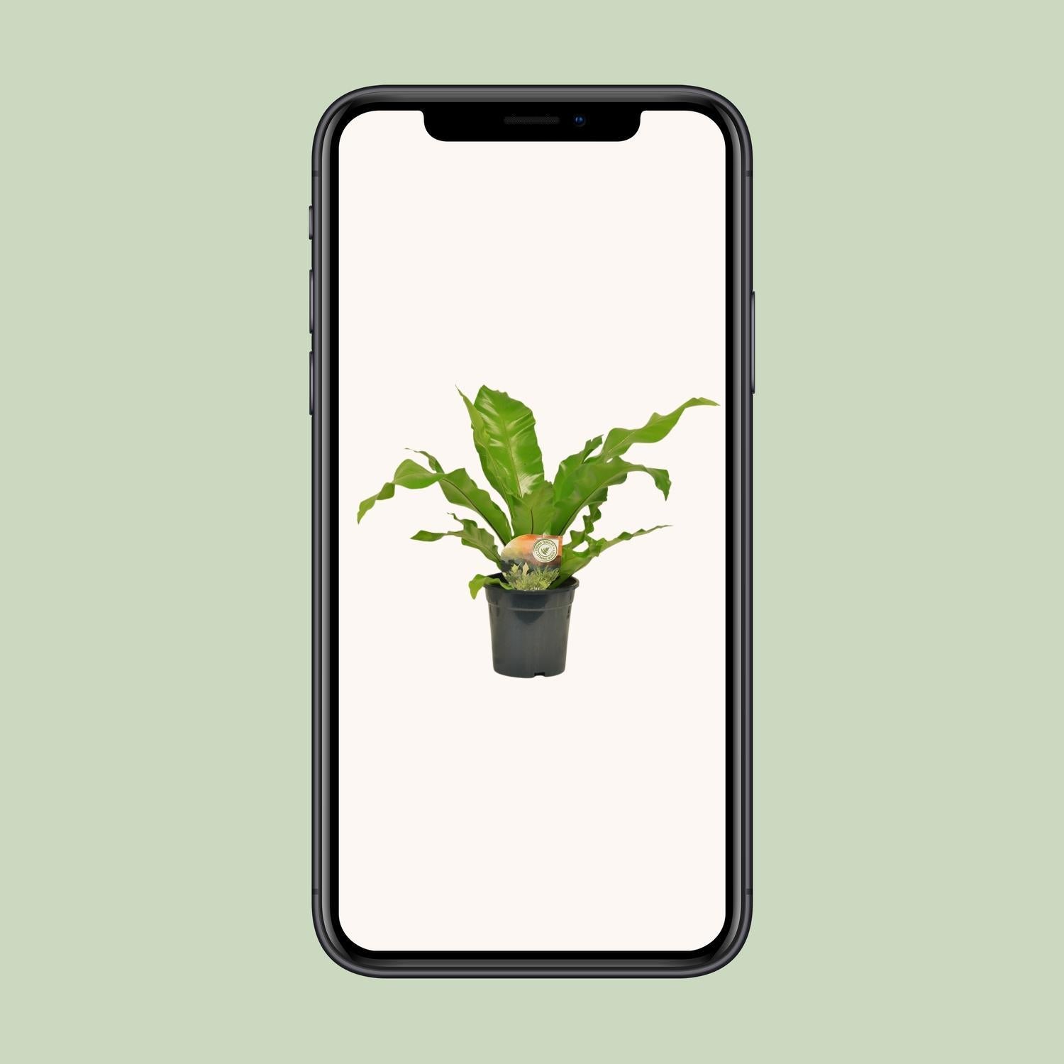 Asplenium Nidus - Ø17cm - ↕60cm