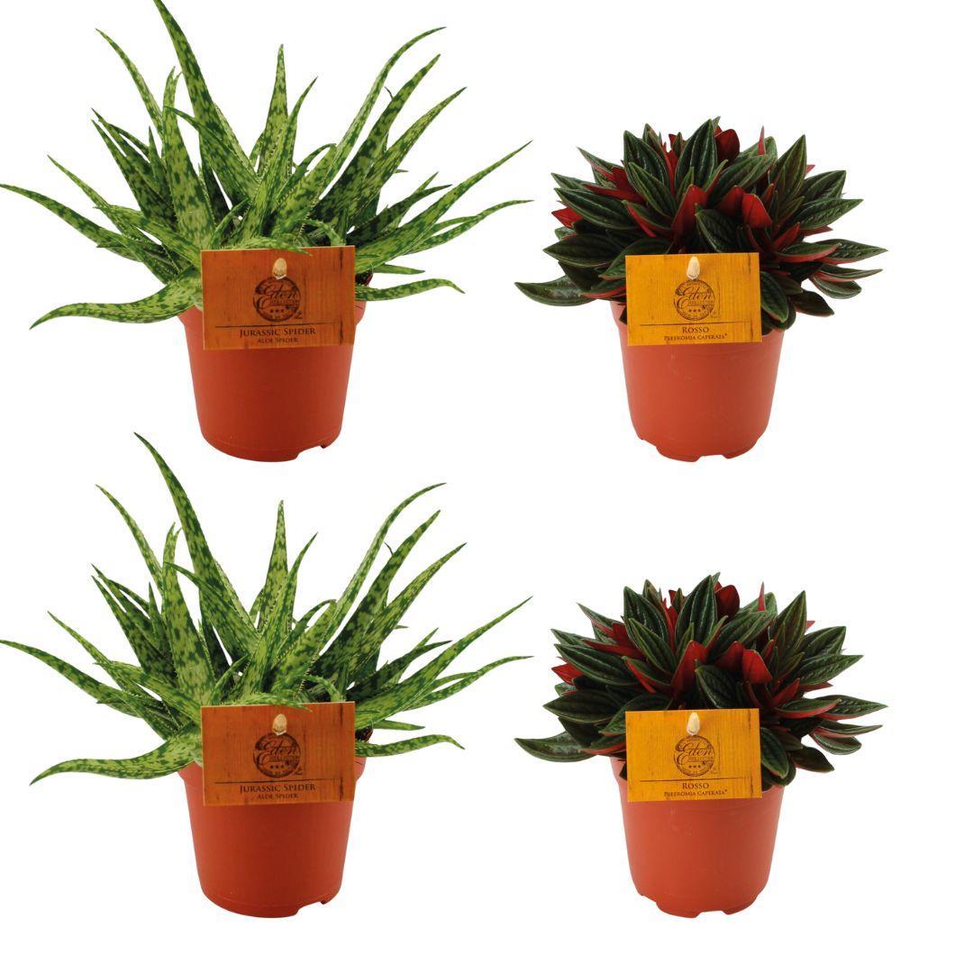 2x Aloë Spin + 2x Peperomia Rosso - 4 stuks - Ø10,5cm - ↕10cm