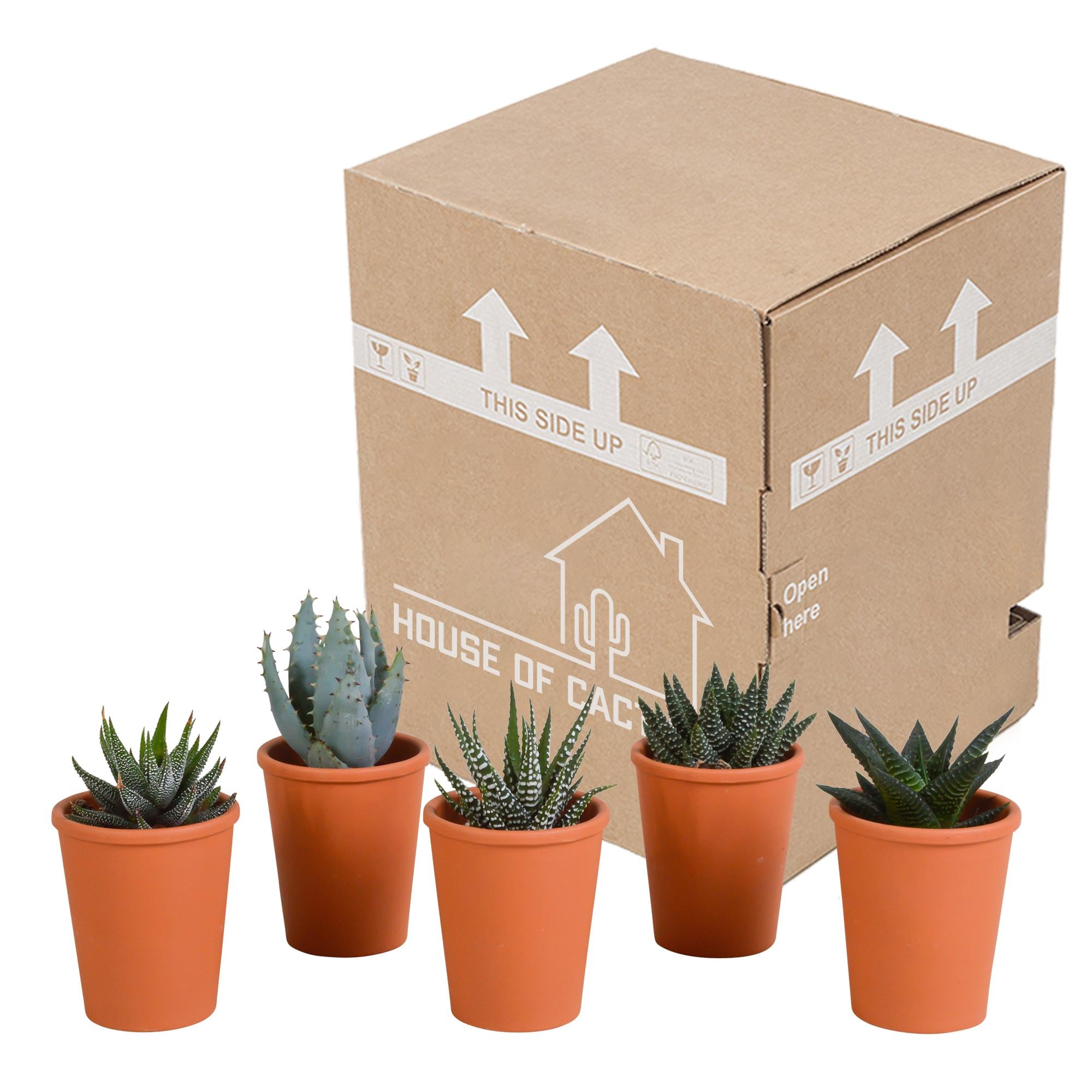 Gasteria/Haworthia mix 5,5cm - 5x - in terracotta pot