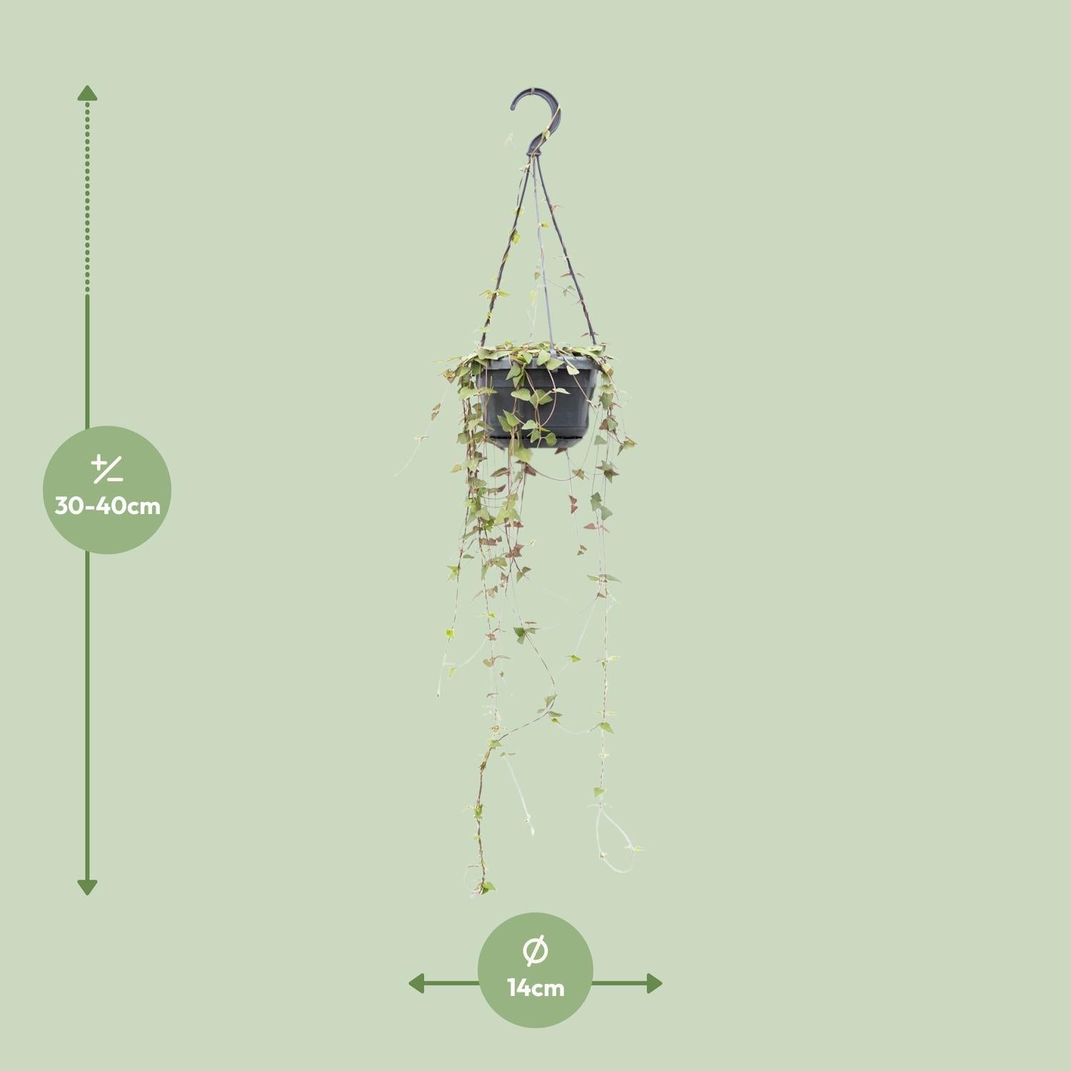 Ceropegia Linearis Remy - Ø14cm - ↕38cm