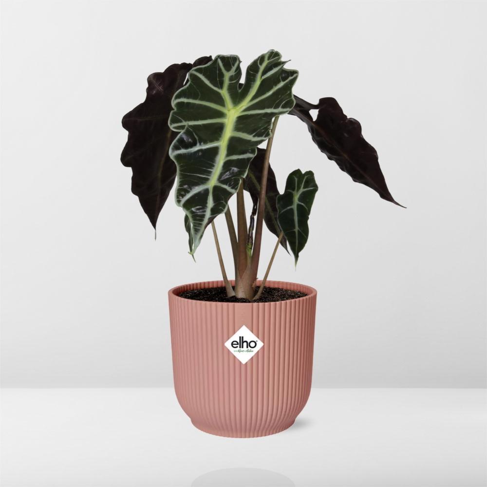 Alocasia 'Polly' im ELHO Vibes Fold 14cm rosa