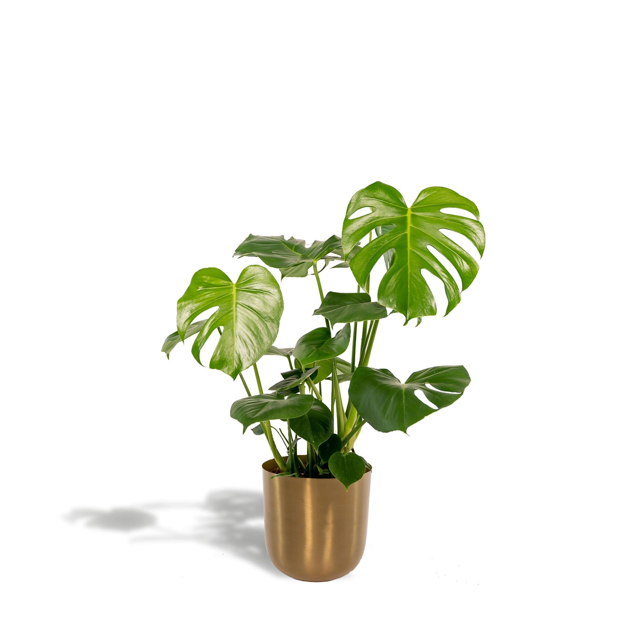 Monstera Deliciosa - ?80cm - Ø21cm + Pot Mayk Goud