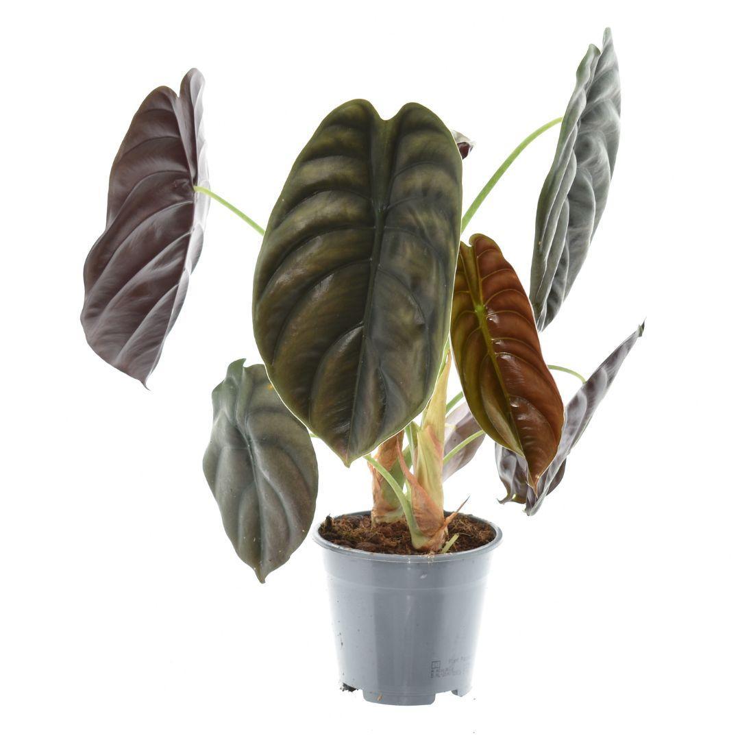Alocasia Rood Geheim - Ø14cm - ↕35cm