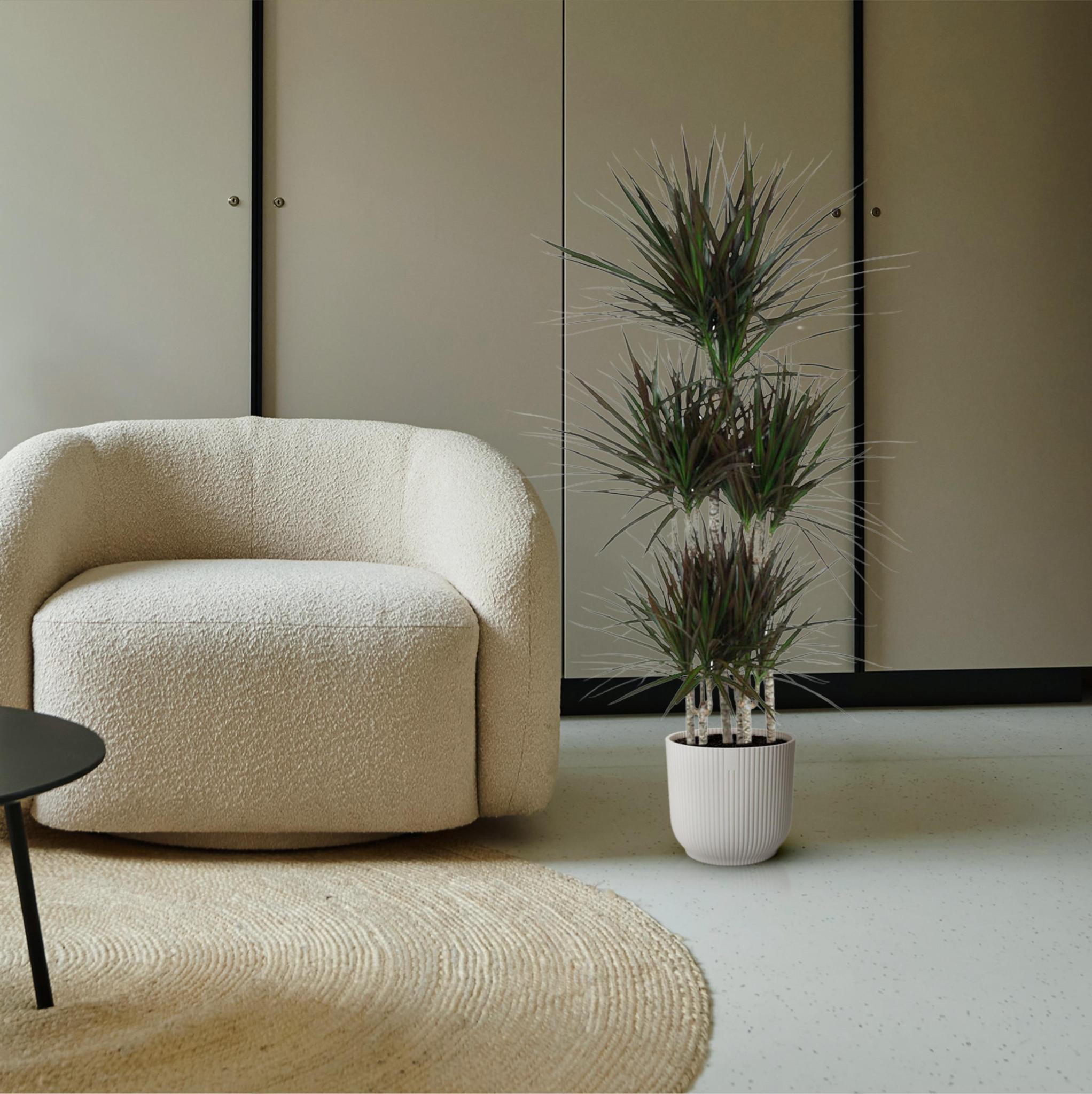 Dracaena Magenta Karussell - 150cm - ø31