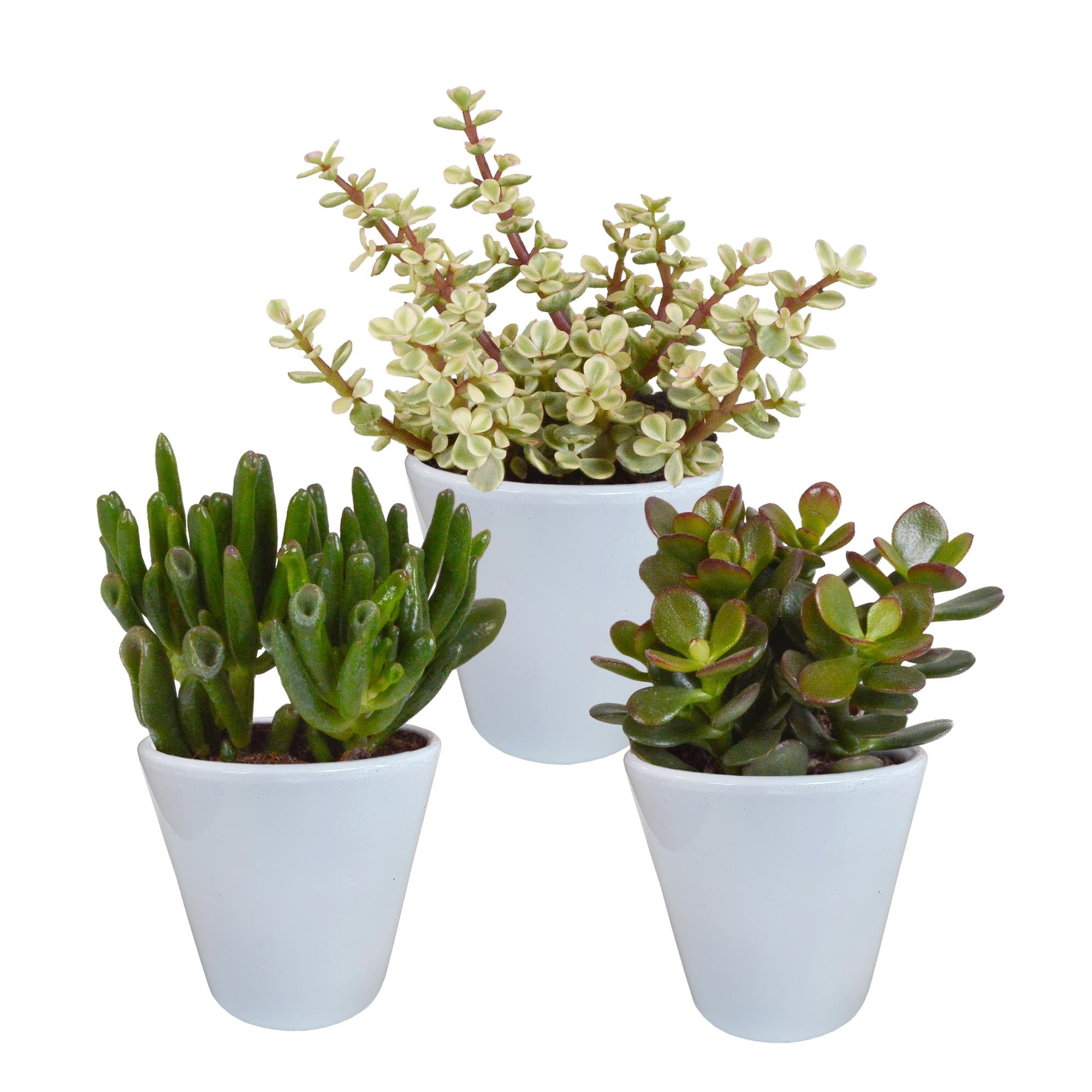 Crassula mix 8,5 cm - 3x - in witte pot
