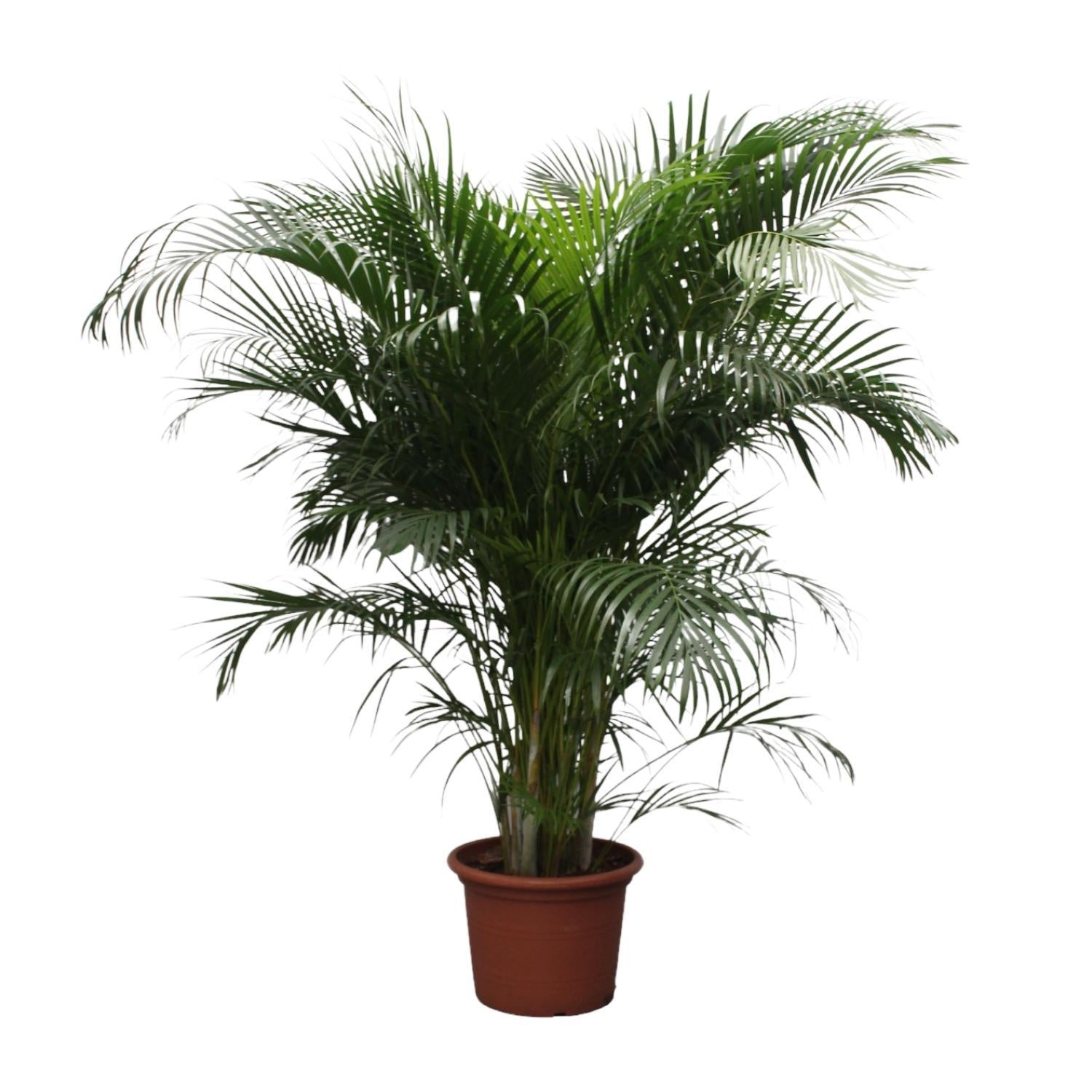 Dypsis Lutescens (Areca-Palme) - 230 cm - ø40