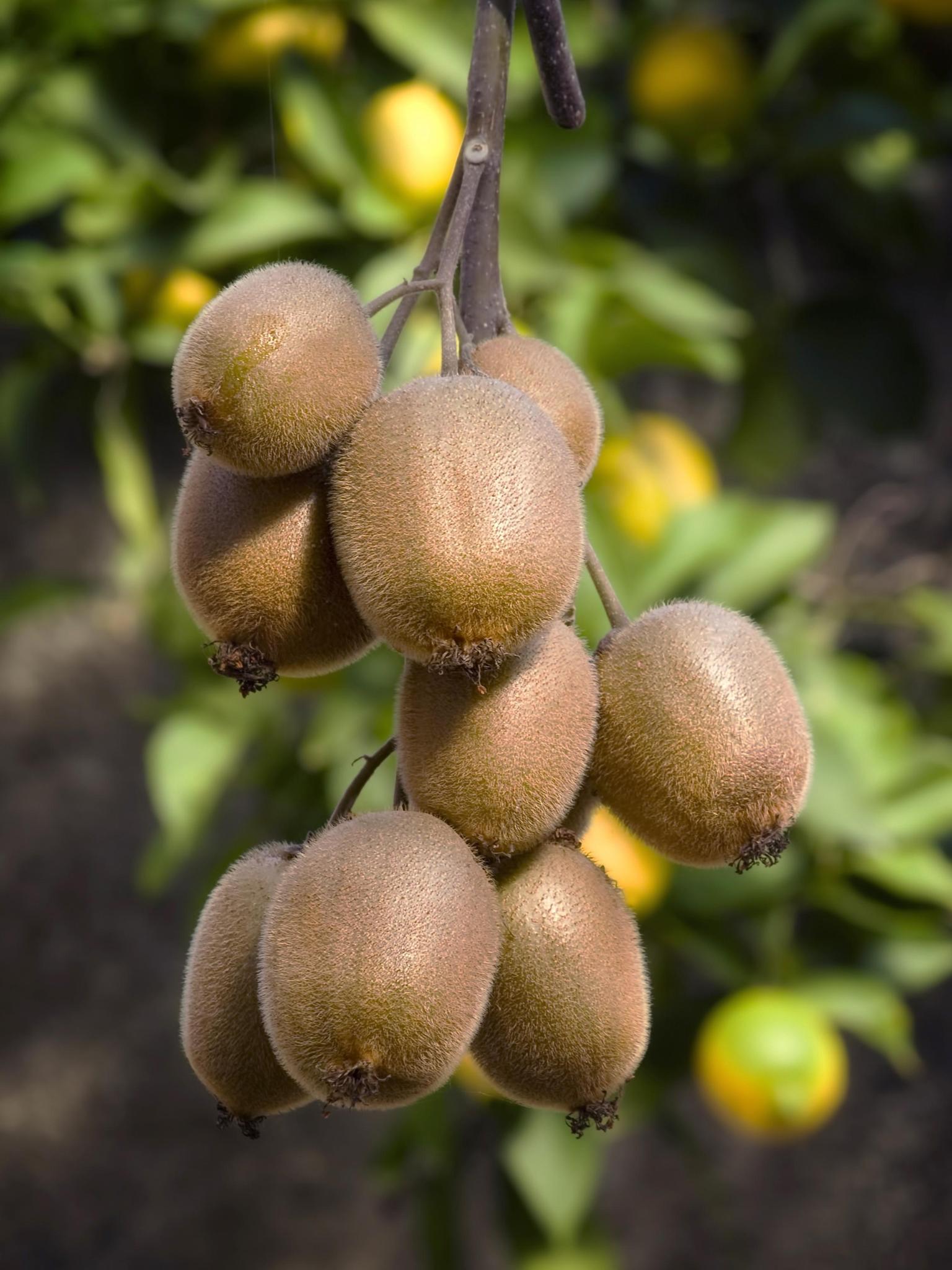 Actinidia delciosioa 'Jenny' - Kiwi