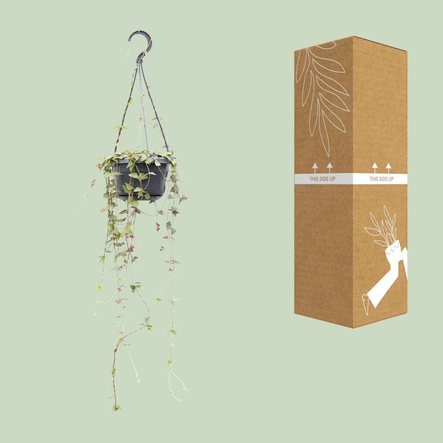 Ceropegia Linearis Remy - Ø14cm - ↕38cm