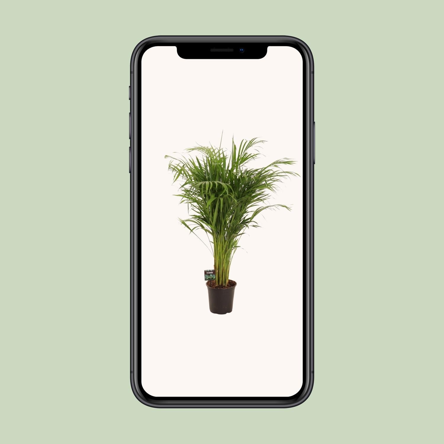 Dypsis Lutescens - Ø21cm - ↕110cm