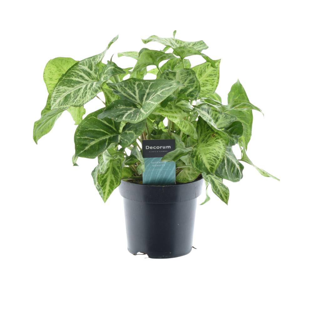 Syngonium Pijl Gevoel Groen - Ø14cm - ↕25cm