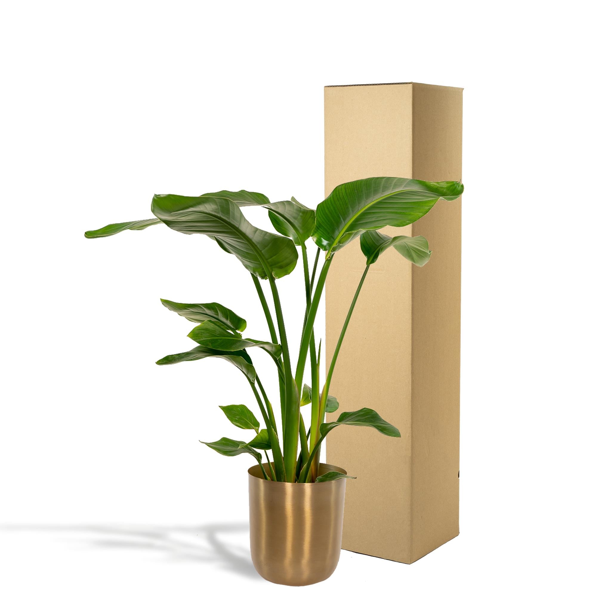 Strelitzia Nicolai - Ø19cm - ↕90cm + Pot Mayk Goud