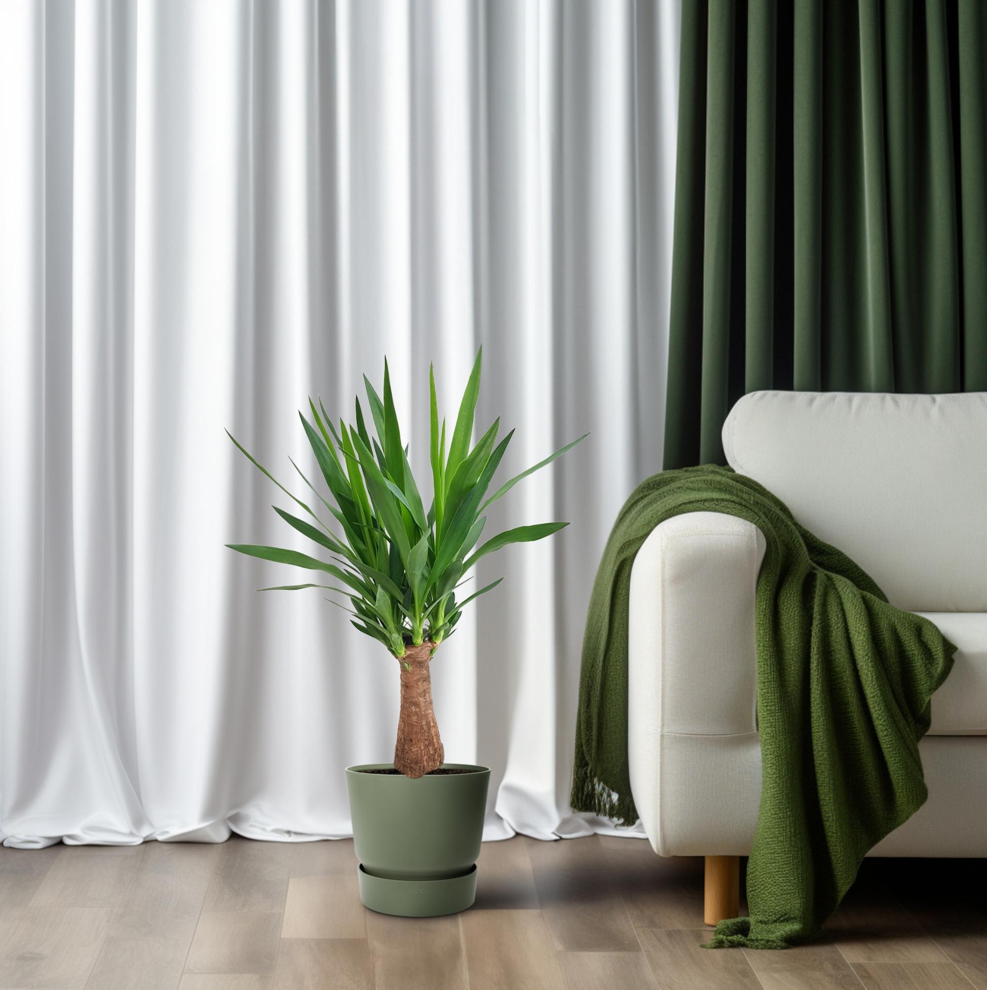 Yucca "Maya Tree" 30Stamm P19 - Ø19cm - ↕80cm