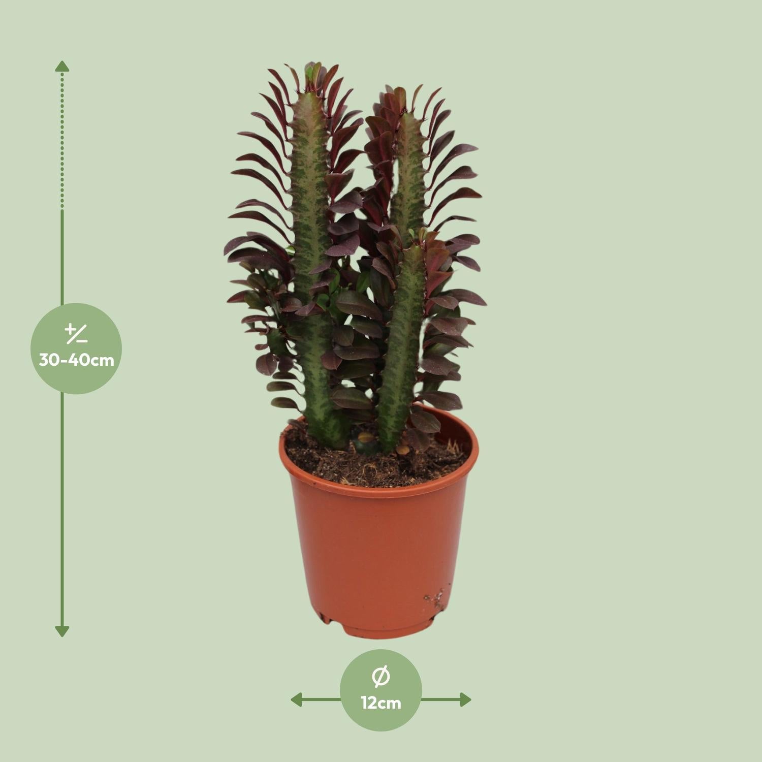 Euphorbia Trigona Rubra - Ø12cm - ↕40cm