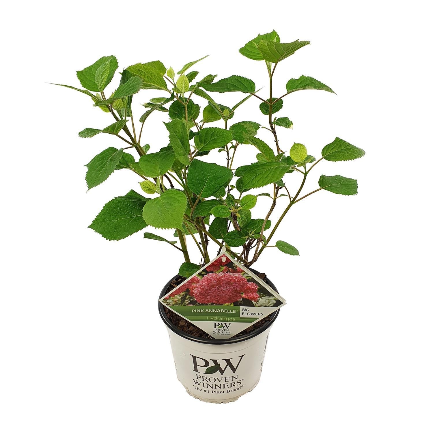 Hortensia arbo. 'Pink Annabelle'® - ?30cm - Ø19cm