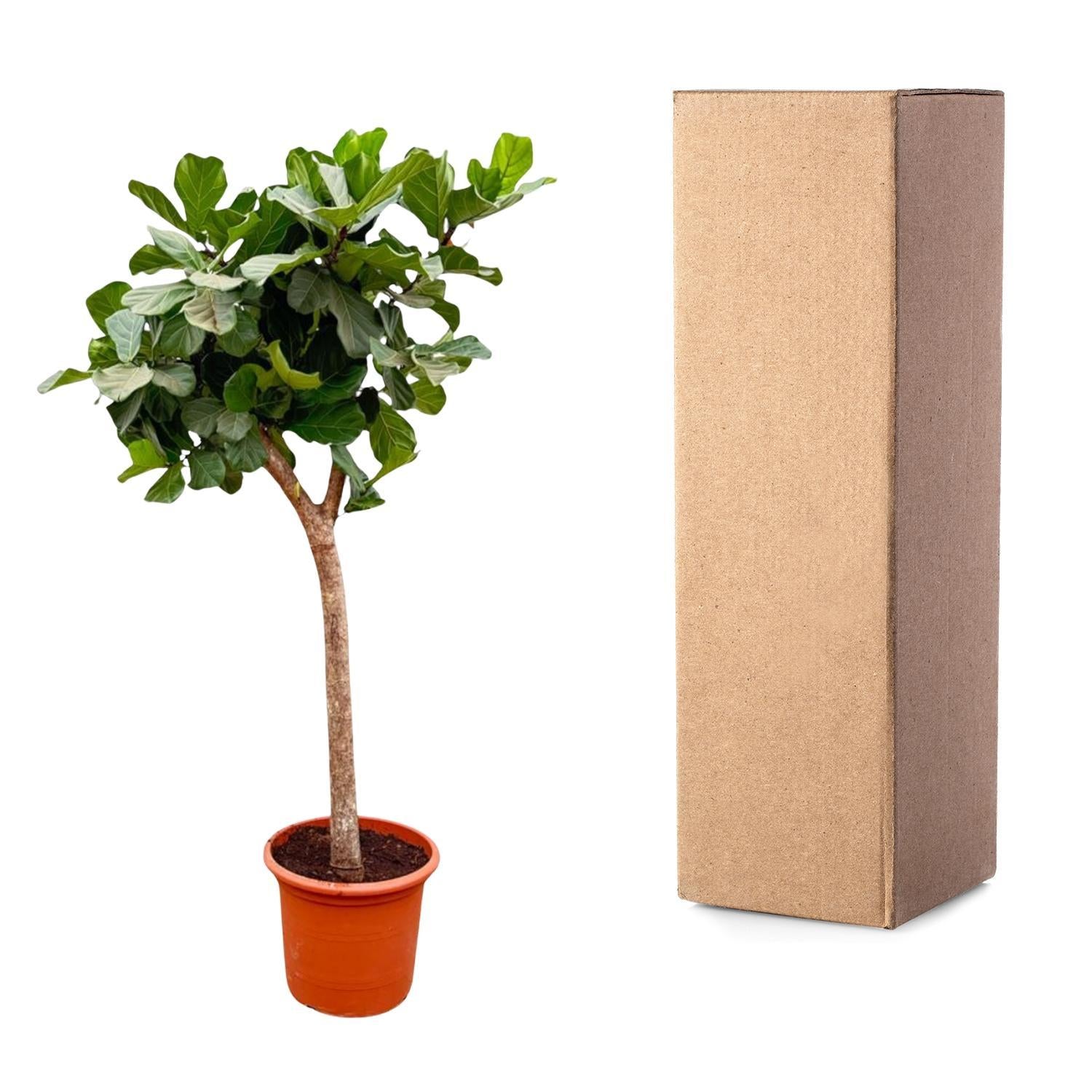 Ficus Lyrata boom XXXL - 230cm - ø42