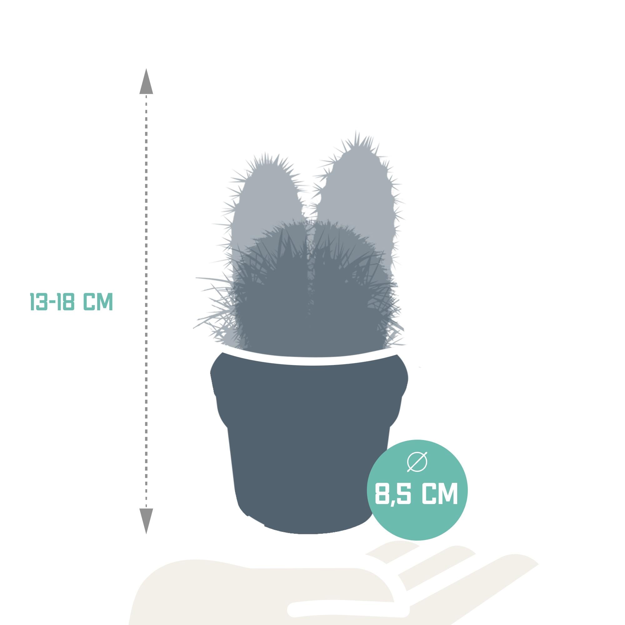 Cactusmix 8,5 cm - 3x - zonder pot