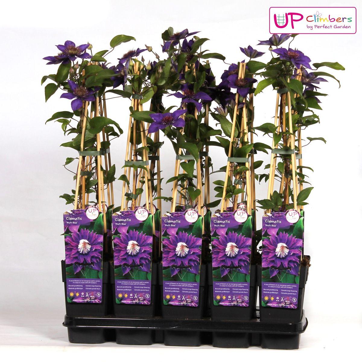 Clematis Multi Blauw - Clematis Blauw