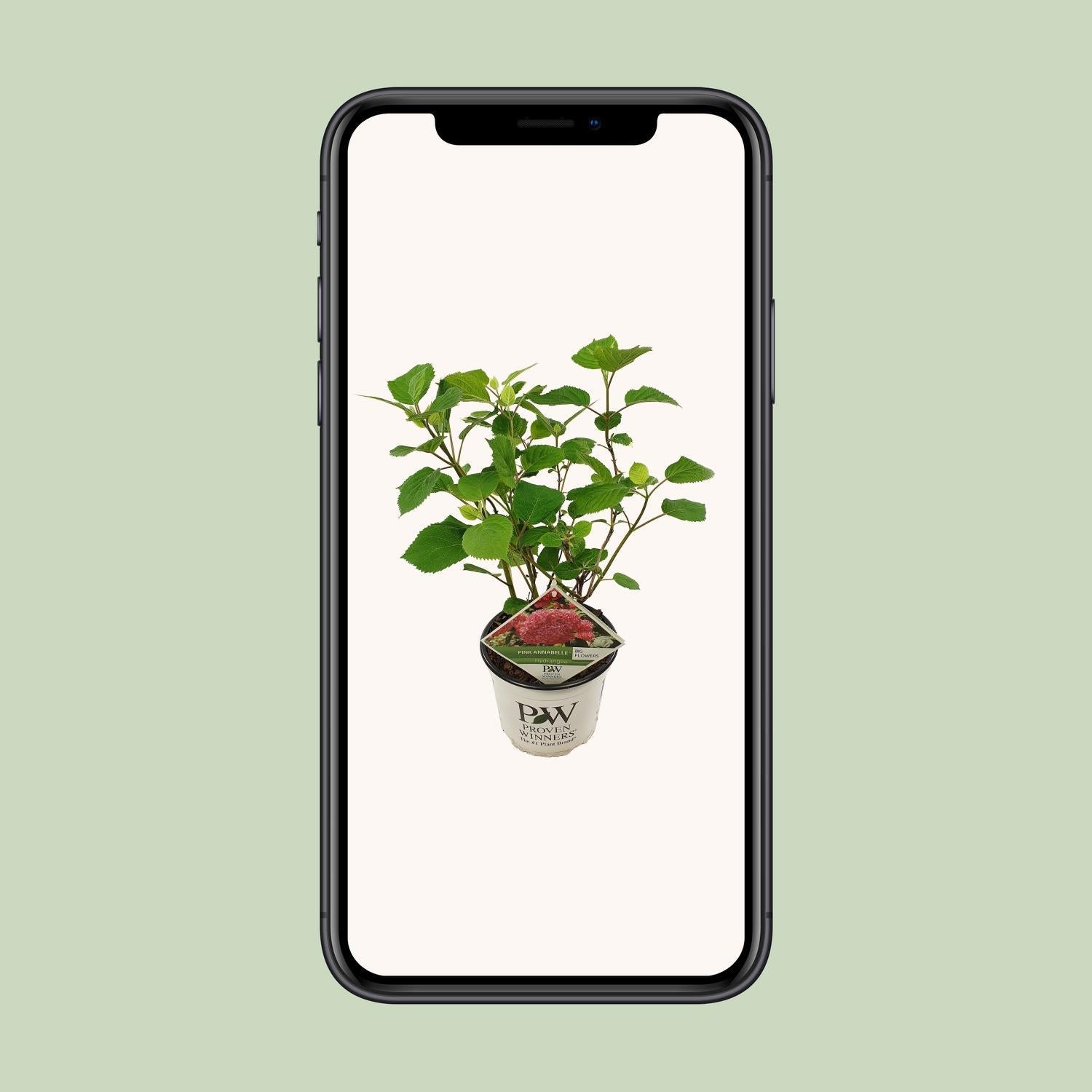 Hortensia arbo. 'Pink Annabelle'® - ?30cm - Ø19cm