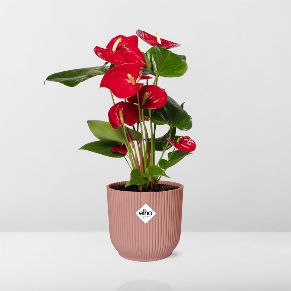 Anthurium Rot 12cm in ELHO Vibes Fold 14cm rosa