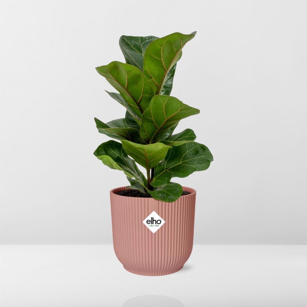 Ficus Lyrata 'Bambino' in ELHO Vibes Fold 14cm roze