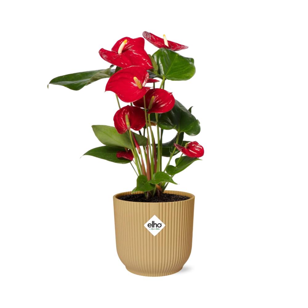 Anthurium Rood 12cm in ELHO Vibes Fold 14cm geel