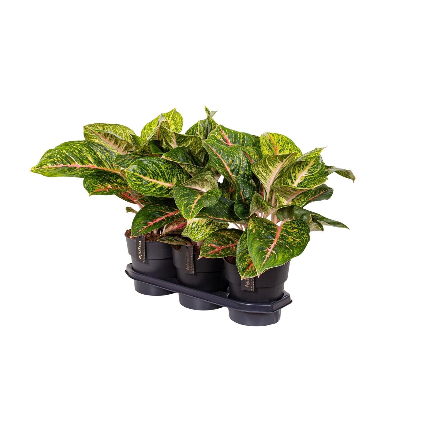 Aglaonema Lente Rood - Ø19cm - ↕60cm