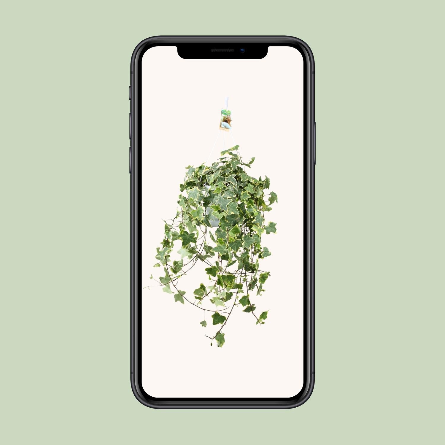 Hedera Helix Gold Kind - Hängen/XXL - Ø24cm - ↕cm