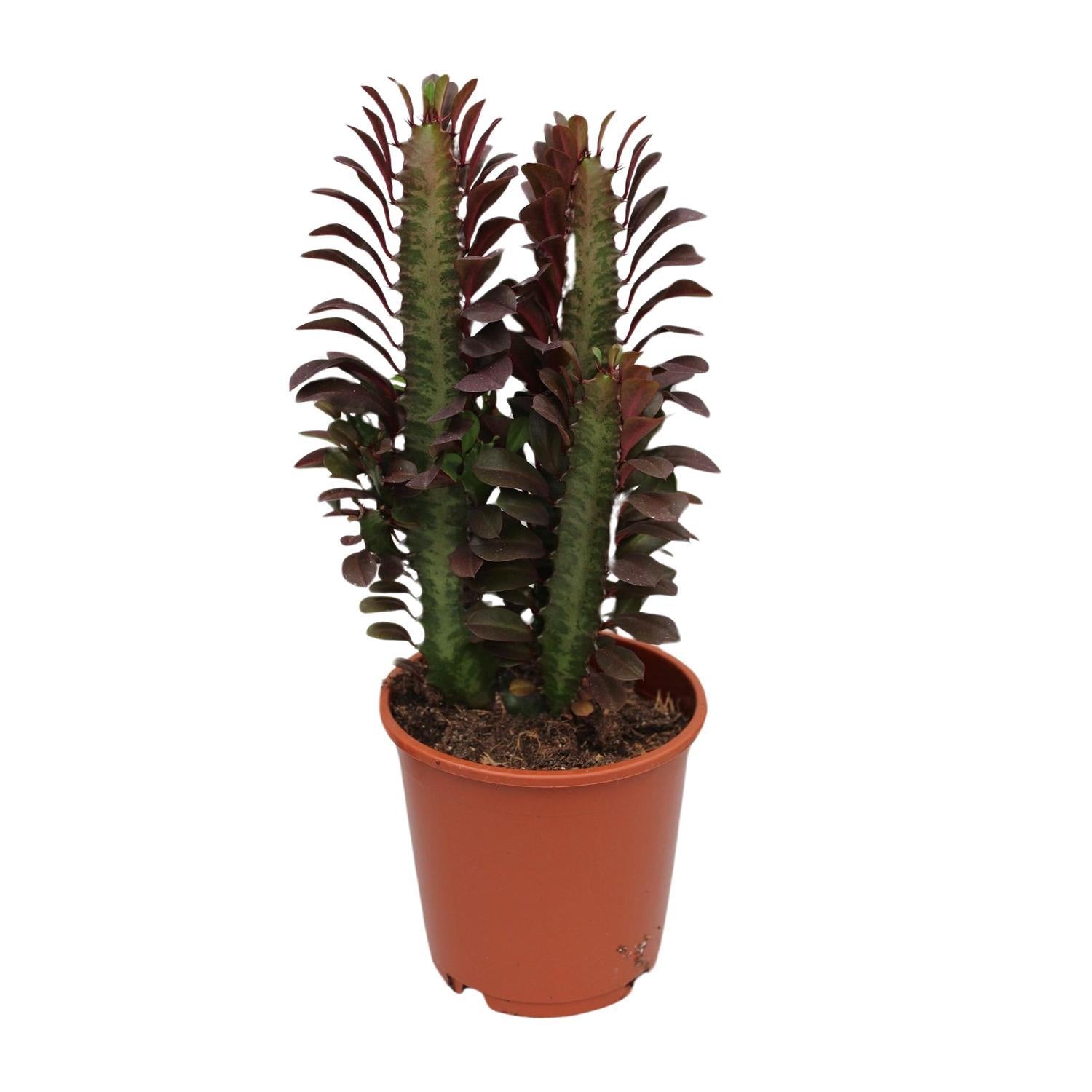 Euphorbia Trigona Rubra - Ø12cm - ↕40cm