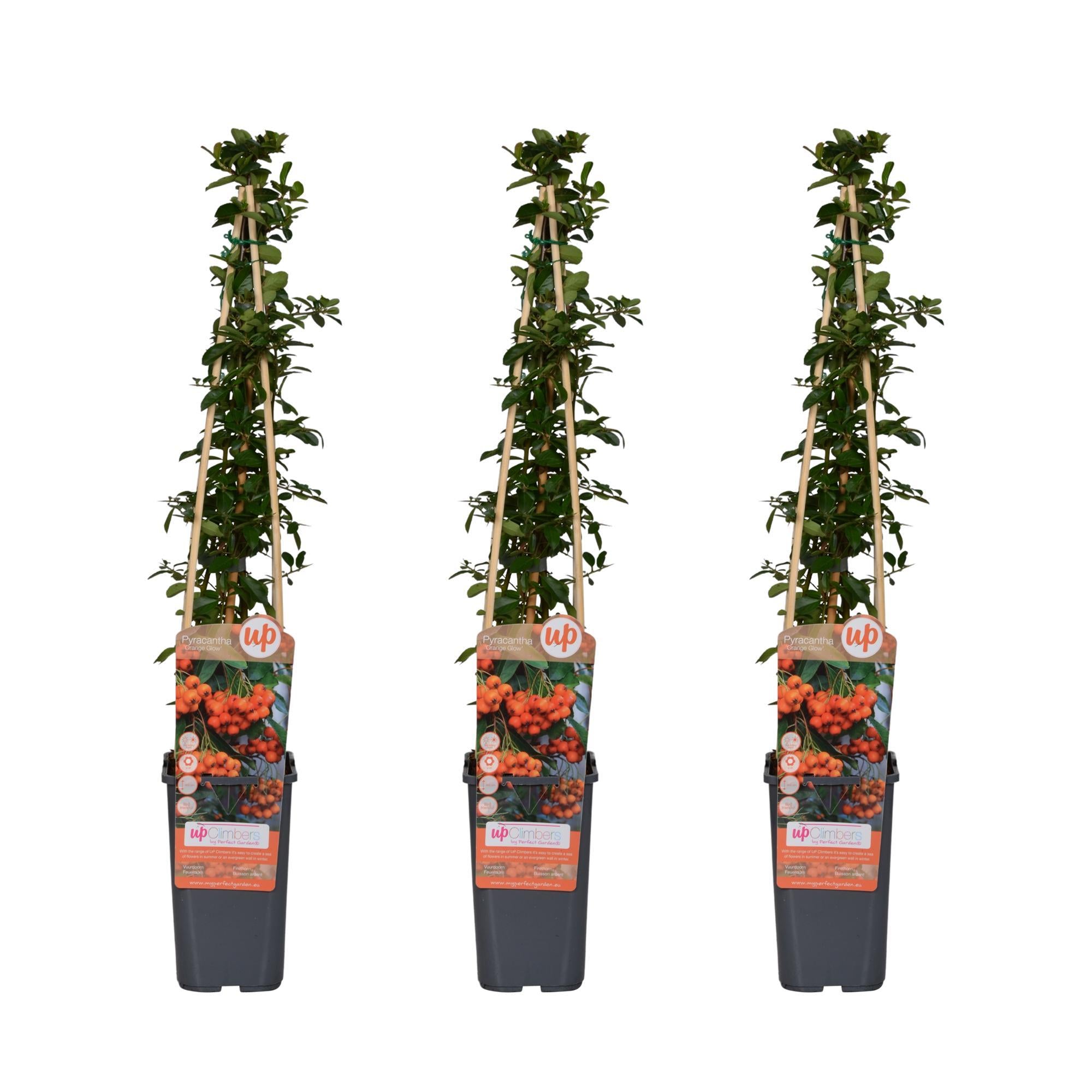 3x - Vuurdoorn 'Orange Glow' - ?65cm - Ø15