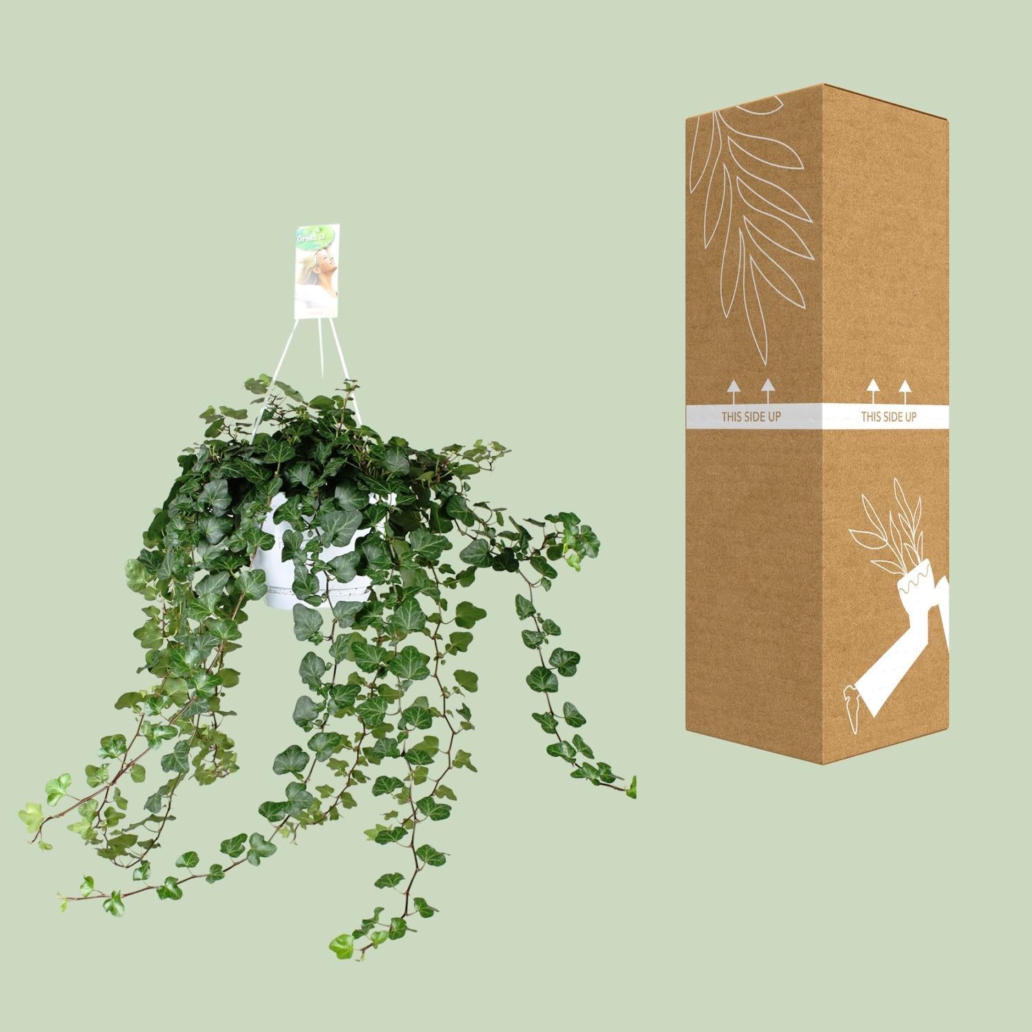 Hedera Helix Wonder - Ø17 - ?70cm