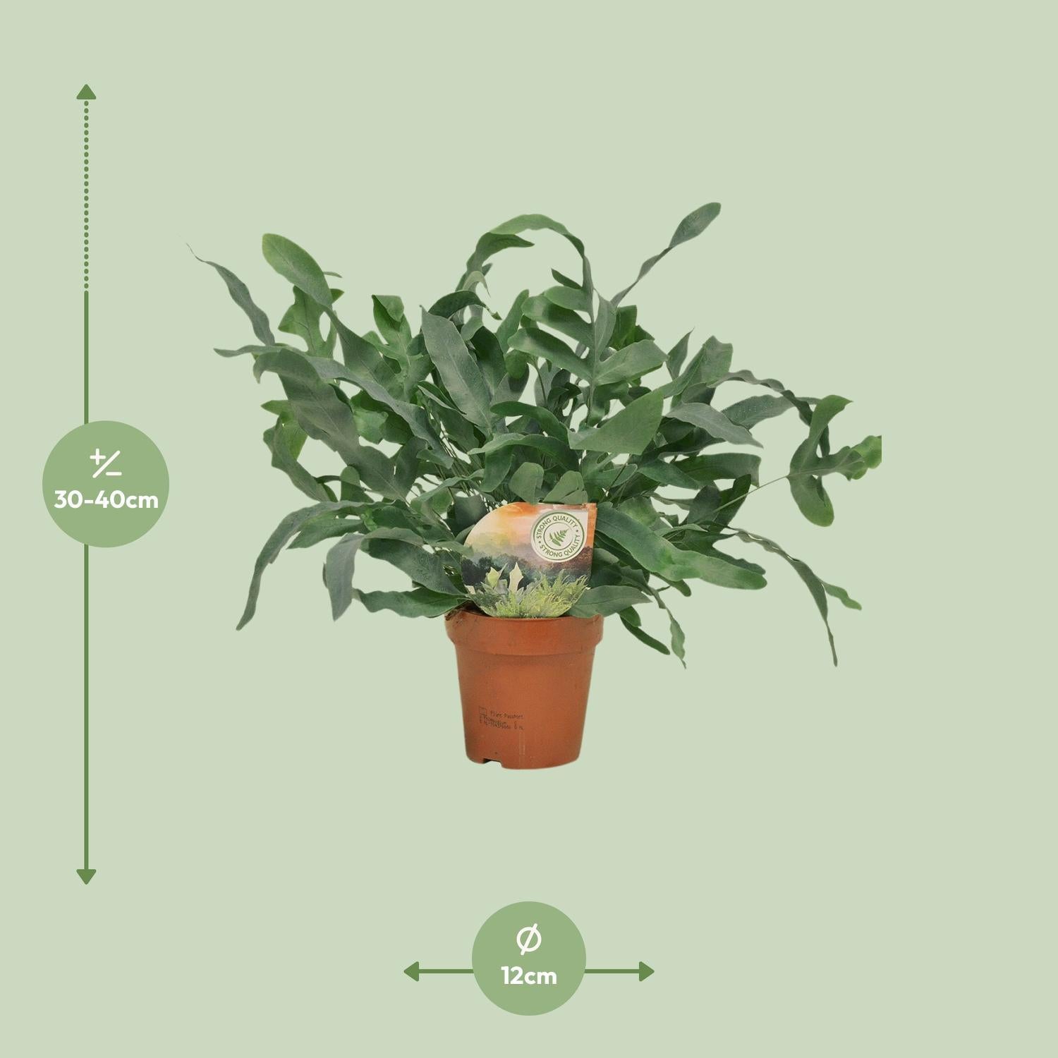 Phlebodium Blauwe Ster - Ø12 ↕35