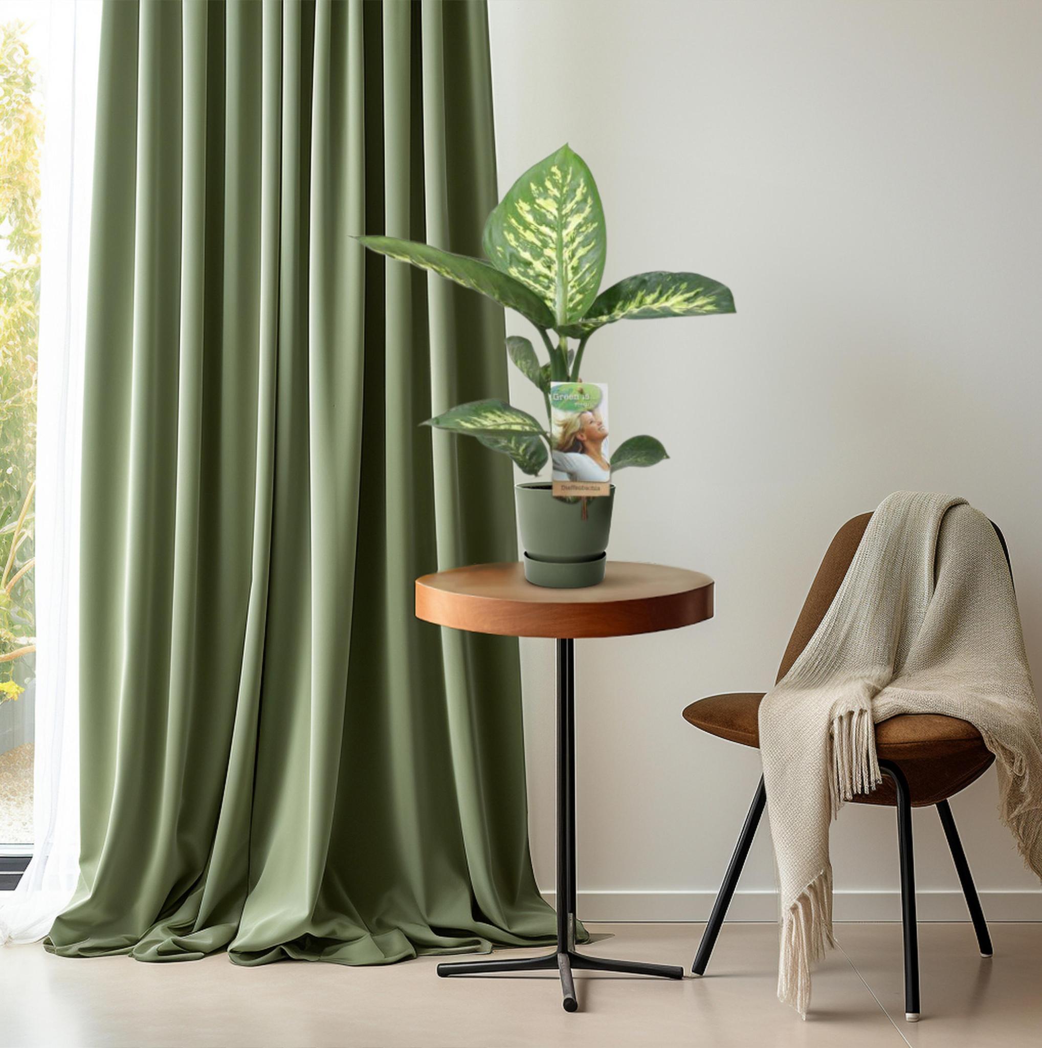 Dieffenbachia Tropic Sneeuw - Ø17cm - ↕60cm