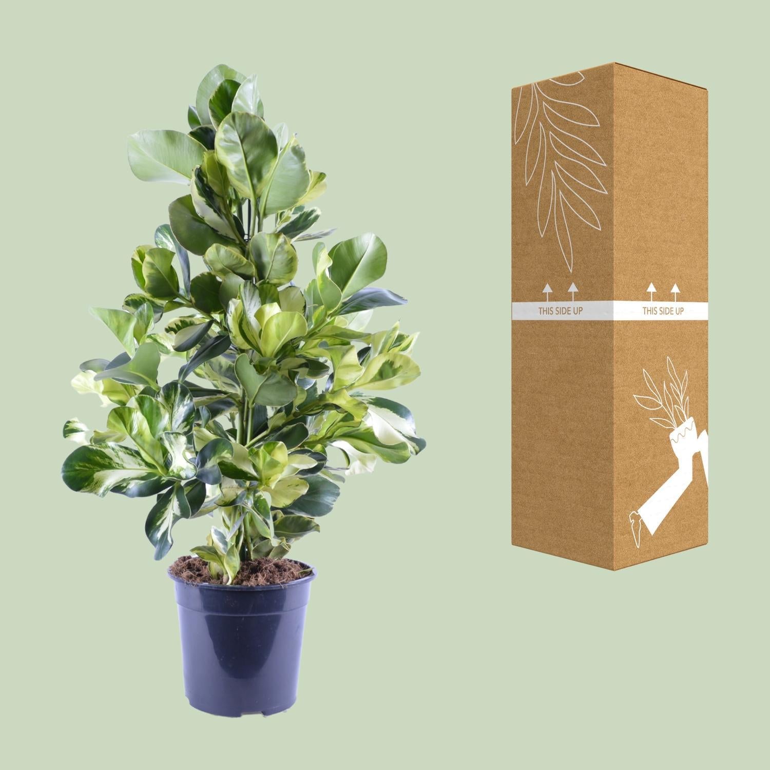 Clusia Rosea Weißer Stern - Ø24cm - ↕95cm