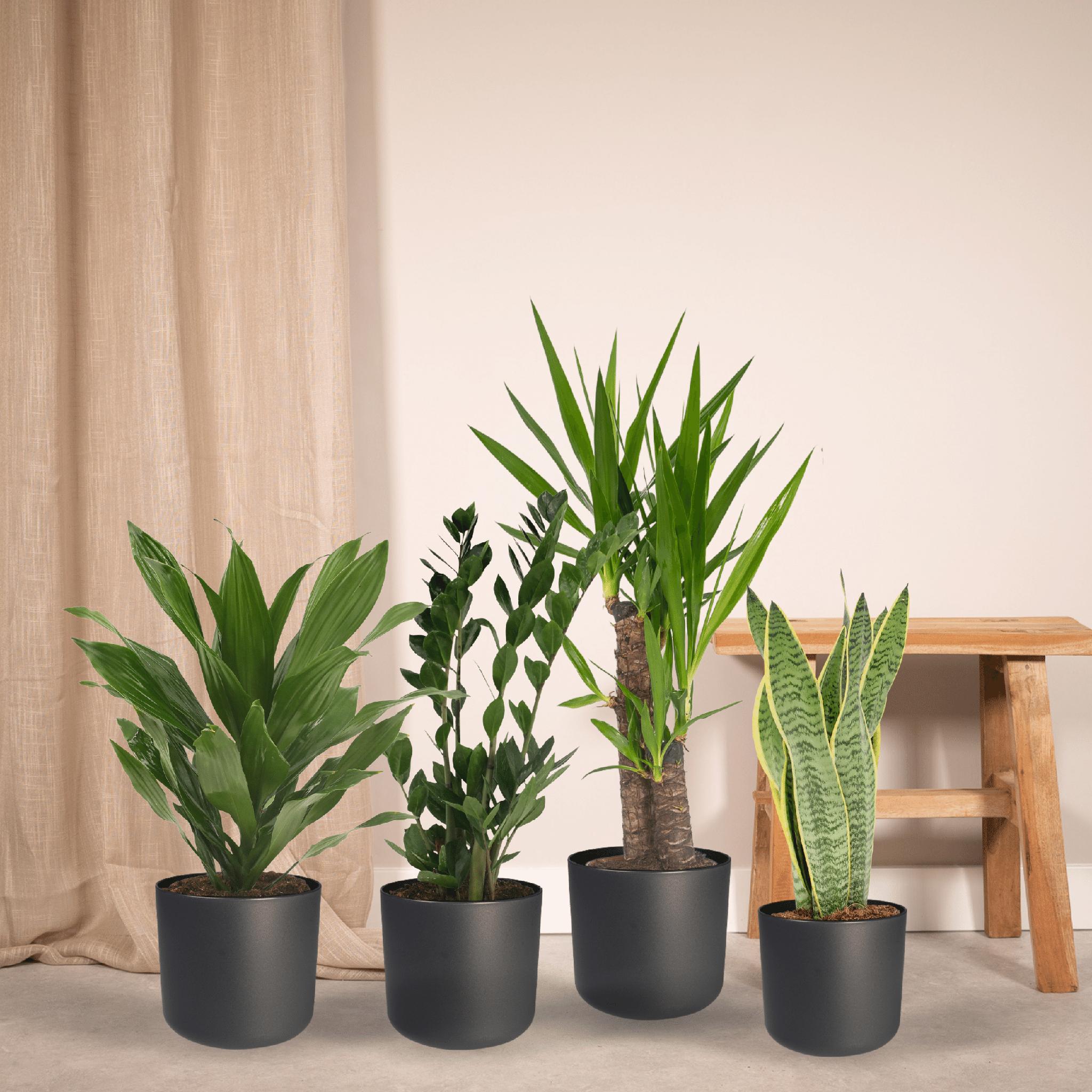 Makkelijke plantenbox - 4 kamerplanten - Diverse hoogtes - Ø14-Ø17