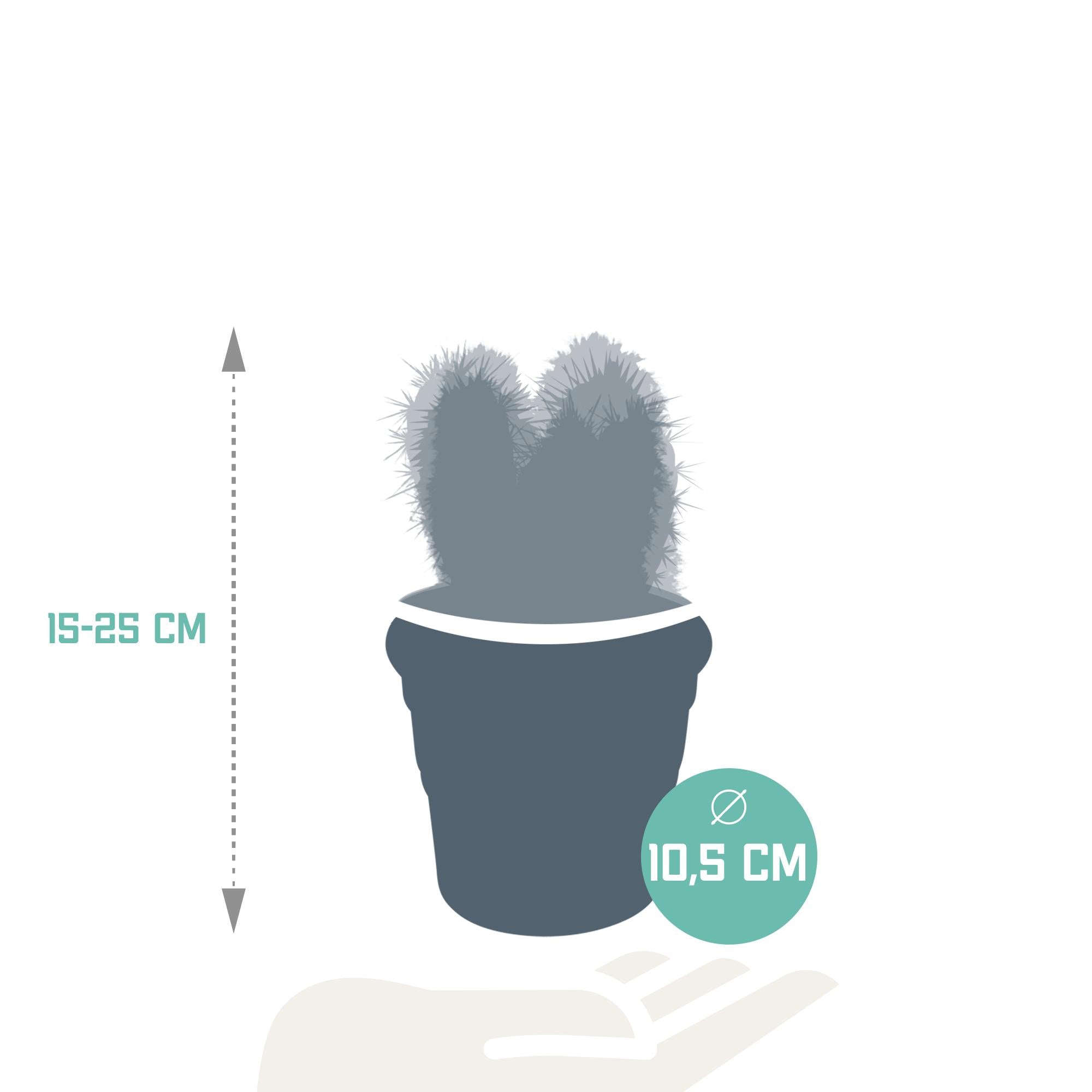 Cereus Mix 10,5cm - 3x - im Terrakottatopf