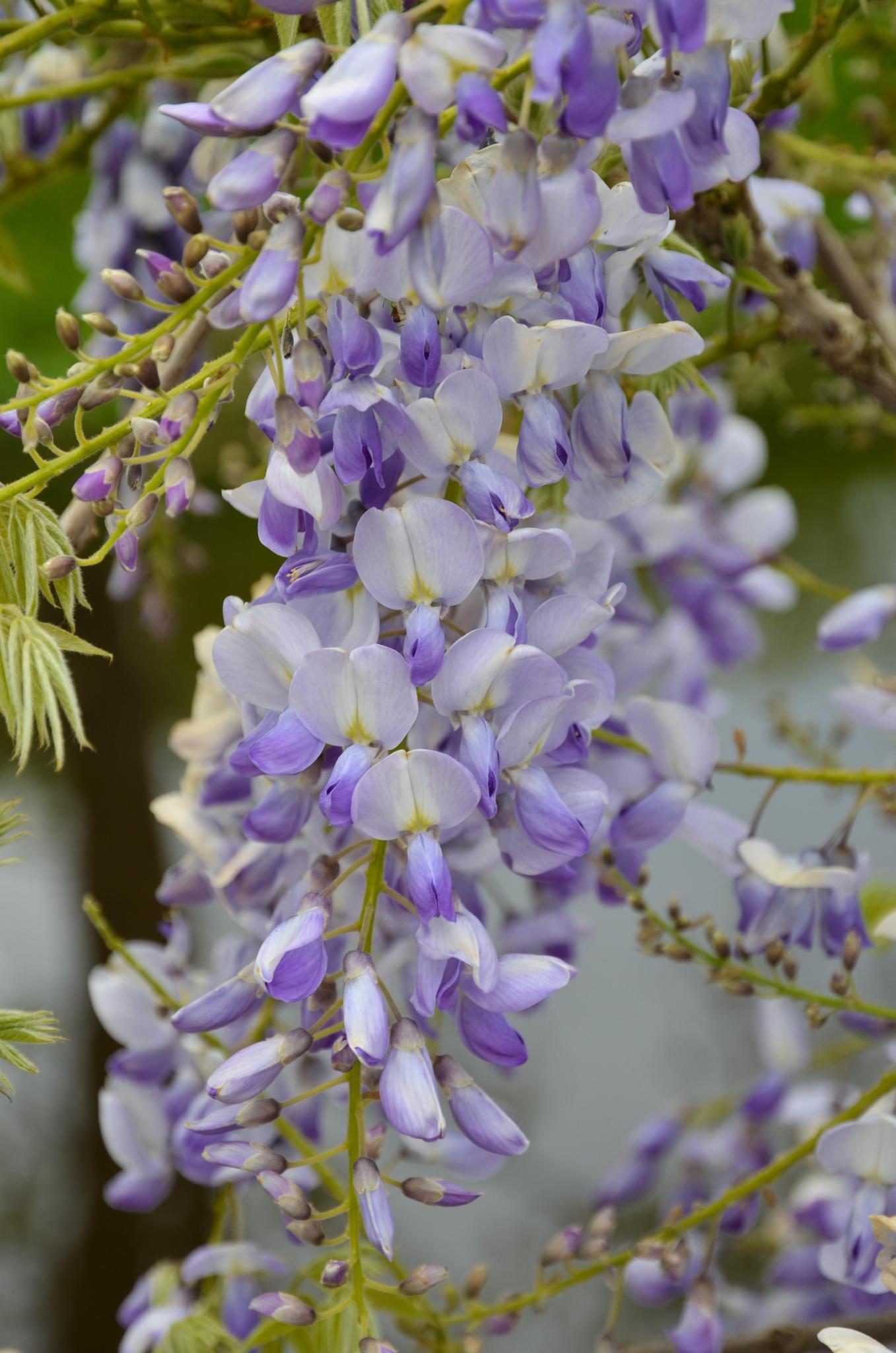 Wisteria sinensis Caroline - Paarse Regen