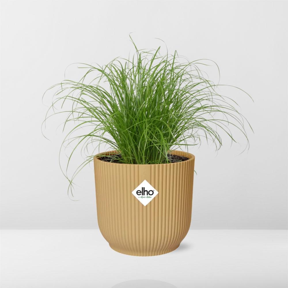 Cyperus Alternifolius Zumula in ELHO Vibes Fold 14cm gelb