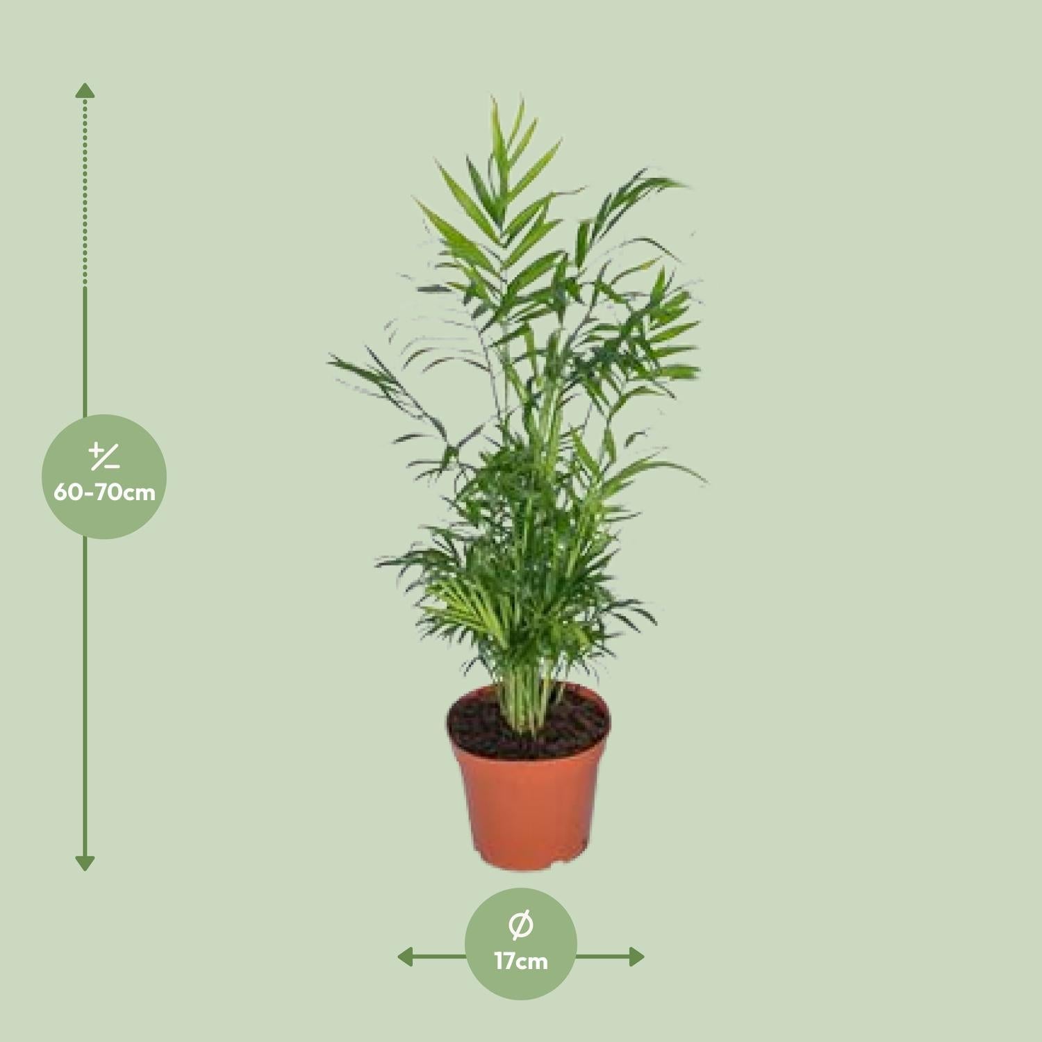 Chamaedorea Elegans - Ø17 - ?55cm