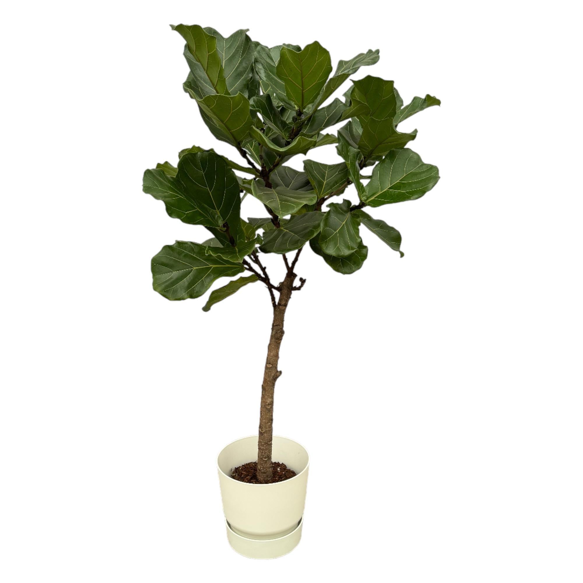 Ficus Lyrata Stam einschließlich der Greenville Round White - 160 cm - Ø30