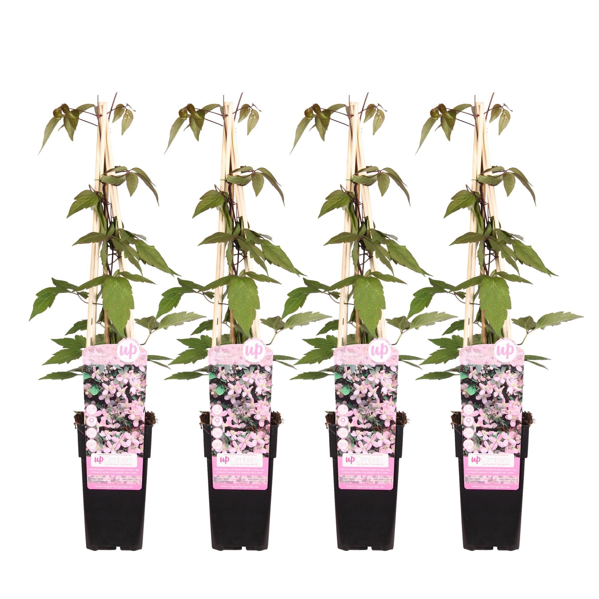 4x - Clematis Montana 'Fragrant Spring' - ?65cm - Ø15